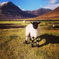 Black faced Lambs