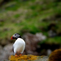 Puffin, take a boat trip to Rhum