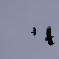 White tailed Sea Eagle