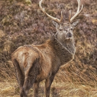 Magnificent stag