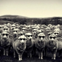 sheep-sunglasses